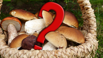 mushrooms 3686917 1920