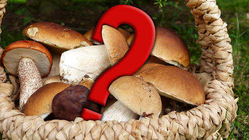 mushrooms 3686917 1920