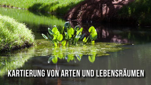 webbanner kartierung von arten und lebensr umen